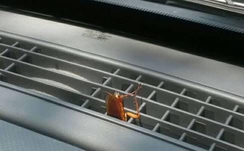 Berikut Tips Mudah Cegah Serangga Masuk ke&nbsp;Mobil